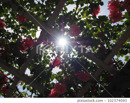 玫瑰和陽光透過 102374093