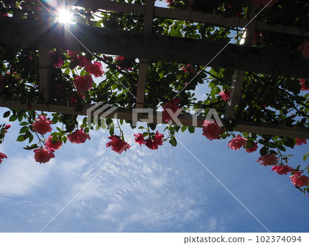 Rose and blue sky 102374094