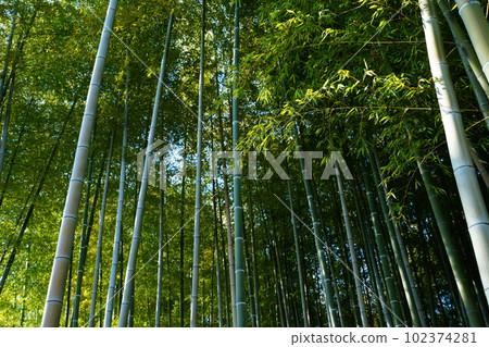 竹林 竹林 102374281