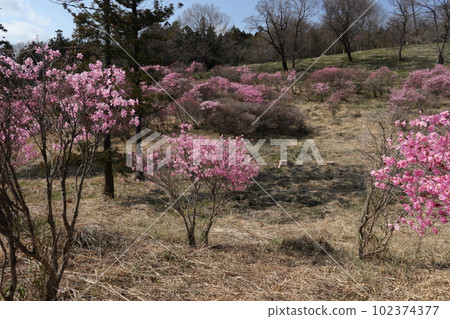 Akayashio on the hill of Yashiotsutsuji Akayashio on the hill of Yashiotsutsuji 102374377