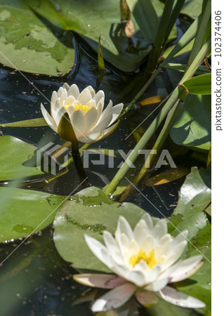 Water lily Water lily 102374406