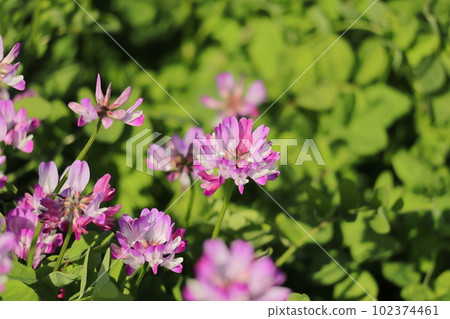 Renge Renge 102374461