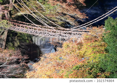 [Tokushima Prefecture] Night view of Kazura Bridge in Iya with autumn leaves (light up) 102374864