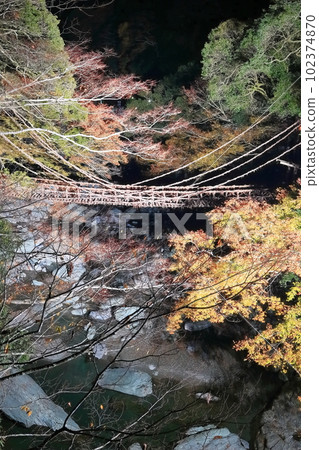 [Tokushima Prefecture] Night view of Kazura Bridge in Iya with autumn leaves (light up) 102374870