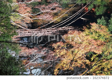 [Tokushima Prefecture] Night view of Kazura Bridge in Iya with autumn leaves (light up) 102374872