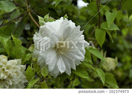 double flower tessen double flower tessen 102374973