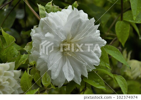 double flower tessen 102374974