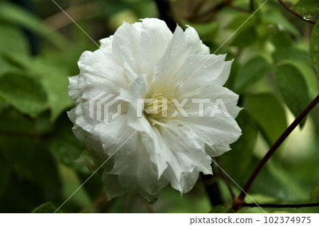 雙花鐵森 雙花鐵森 102374975