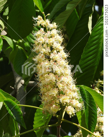 Flowers of Tinon Flowers of Tinon 102375023