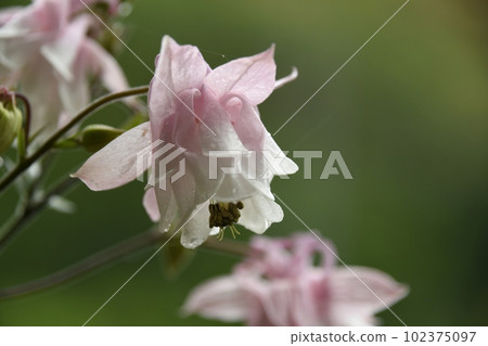 帶水滴的耬斗菜花 帶水滴的耬斗菜花 102375097