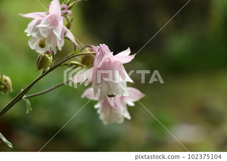 帶水滴的耬斗菜花 帶水滴的耬斗菜花 102375104