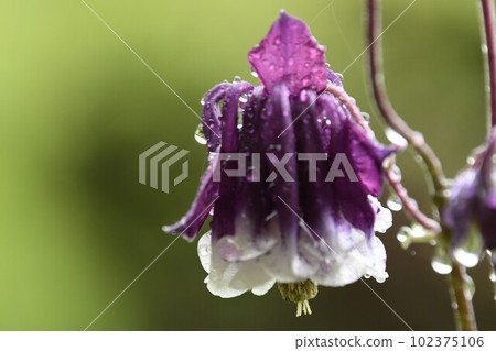 帶水滴的耬斗菜花 帶水滴的耬斗菜花 102375106