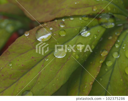 Close-up of many drops on a leaf 102375286