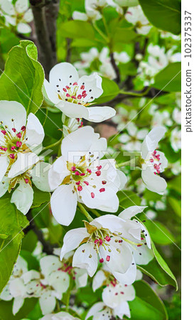 Flower and plant seedlings for the garden or home. Seedlings in pots. 102375337