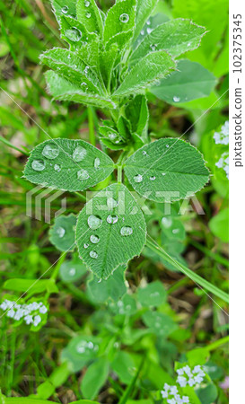 Flower and plant seedlings for the garden or home. Seedlings in pots. 102375345