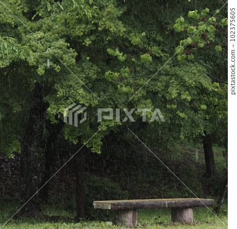 Rain falling in the forest Image of a rainy day 102375605