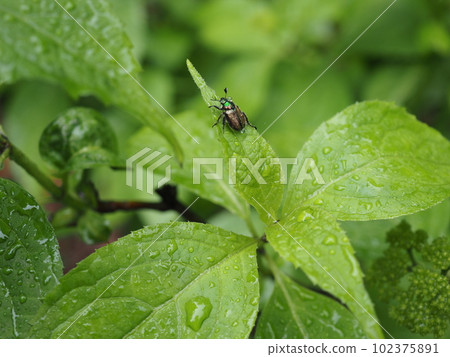 雨天在葉子上的金龜子 雨天在葉子上的金龜子 102375891