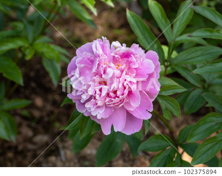 Peonies in full bloom [Spring no Yosoi] 102375894