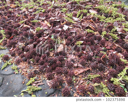 楓糖落果 102375898