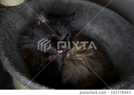 Brown maine coon cat licking his paw in his bed Brown maine coon cat licking his paw in his bed 102376043
