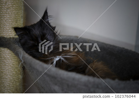 Brown maine coon cat sleeping in his bed. Brown maine coon cat sleeping in his bed. 102376044