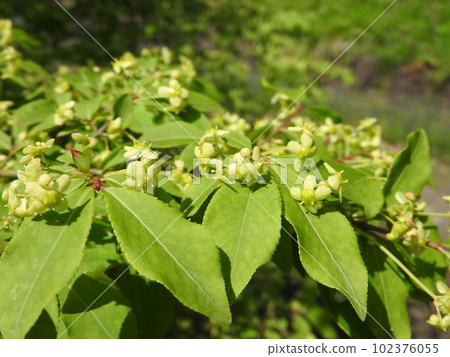 Komuyumi的花 Komuyumi的花 102376055