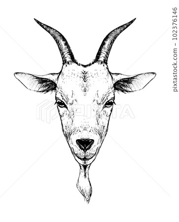Goat head logo, hand drawing engraving stylization, farm animal, livestock products. Vector hand drawing illustration isolated on white background. Goat head logo, hand drawing engraving stylization, farm animal, livestock products. Vector hand drawing illustration isolated on white background. 102376146