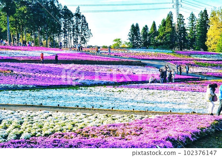 花園 花園 102376147