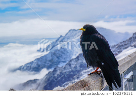 swiss kibashigarasu 102376151