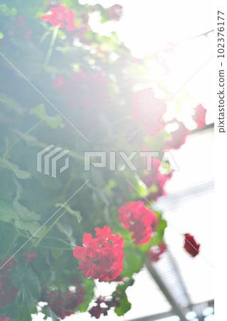 陽光下的紅海棠 陽光下的紅海棠 102376177