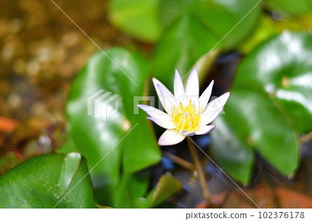 單白蓮花 單白蓮花 102376178