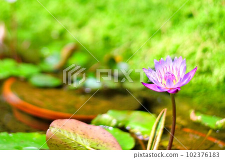 紫蓮花 紫蓮花 102376183