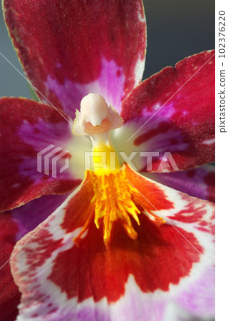 米爾頓尼亞中心特寫，看起來像外星人 102376220