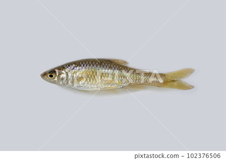 我拍攝了在埼玉縣的一個野生池塘中捕獲的 kuchiboso 的白色背景。 102376506