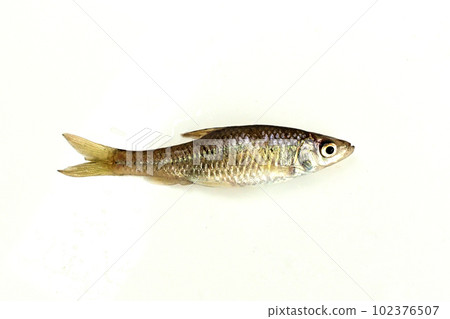 我拍攝了在埼玉縣的一個野生池塘中捕獲的 kuchiboso 的白色背景。 102376507