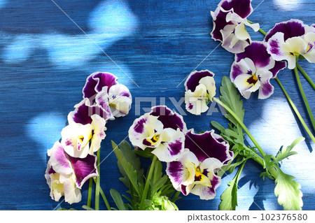 Viola on blue background Viola on blue background 102376580