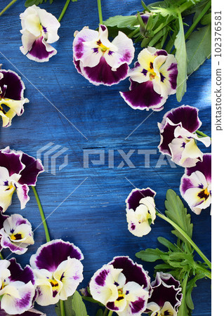 Viola on blue background Viola on blue background 102376581