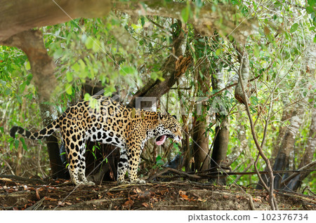Jaguar yawning on a river bank in natural habitat 102376734