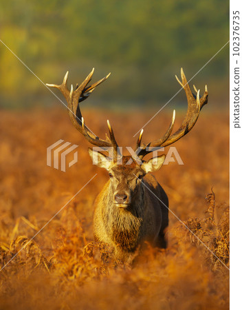 Portrait of a Red Deer stag during rutting season in autumn Portrait of a Red Deer stag during rutting season in autumn 102376735