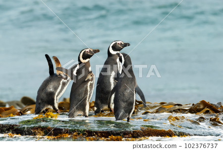 Group of Magellanic penguins on the beach 102376737