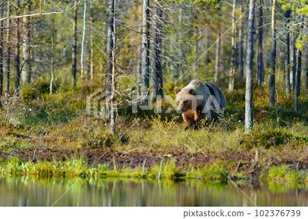 Eurasian Brown bear standing by a pond in forest in summer 102376739