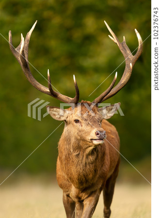 Portrait of a red deer stag in autumn Portrait of a red deer stag in autumn 102376743