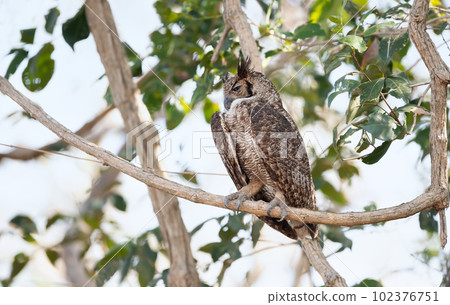 Great horned owl perched in a tree 102376751