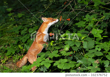 Red fox eating rowan berries in late summer 102376752