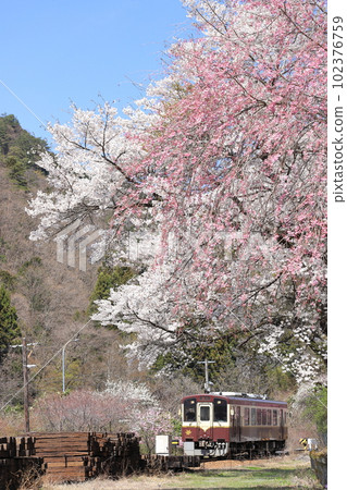 渡良瀨溪谷鐵道“映襯著藍天的紅白相間的櫻花和電車” 102376759