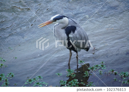 Gray heron 102376813