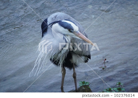 Gray heron Gray heron 102376814