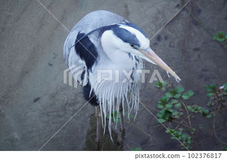 Gray heron 102376817