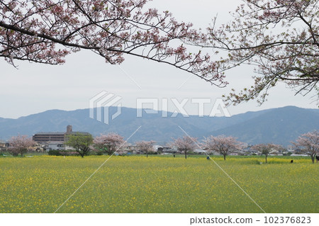Cherry blossoms, mountains and field of rape blossoms Cherry blossoms, mountains and field of rape blossoms 102376823