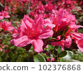Dark pink azalea 102376868